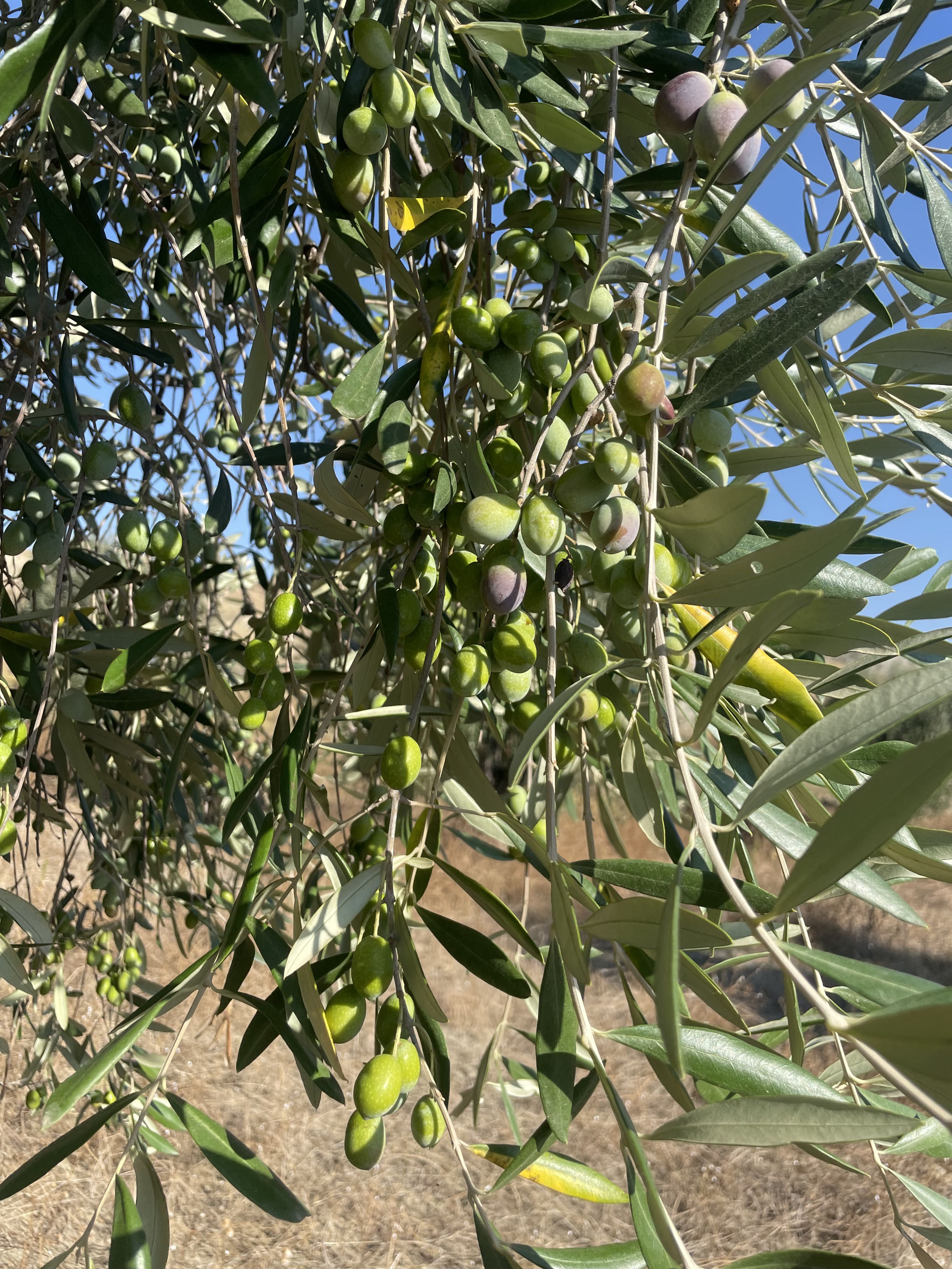 Tradizione e Campi